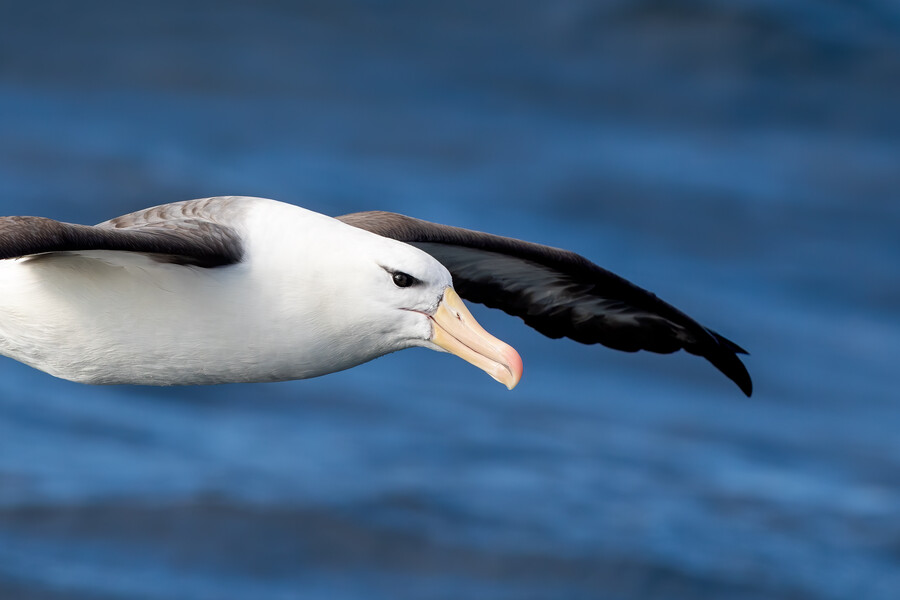 Albatross-  Fotografía de Naturaleza 